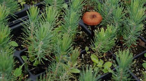Microrrización de Pinus sp con Lactarius deliciosus (nícalo) y otras variedades
