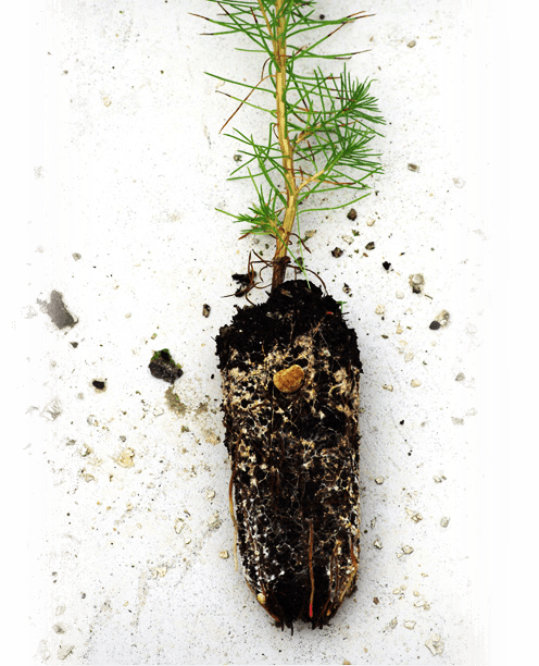 Rusticidad - Planta con raíz con tierra